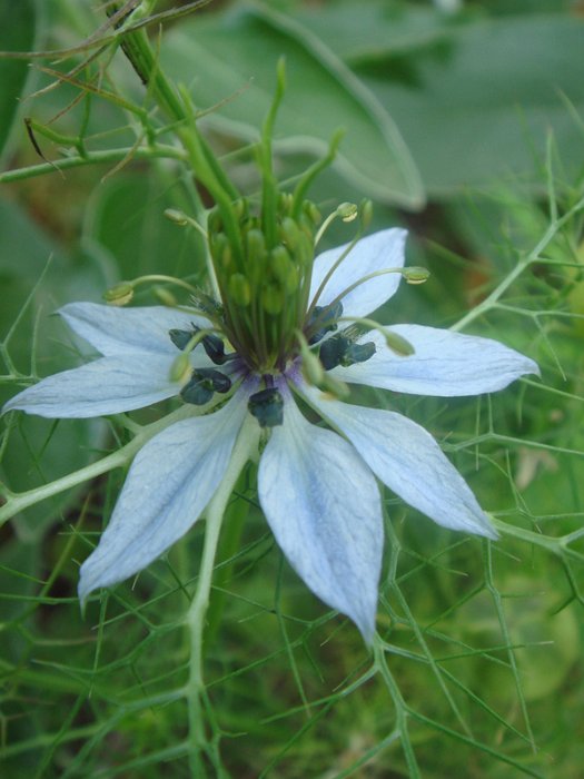 Nigella damascena 'Mrs Jeckyll' fleur